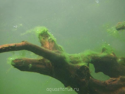 Фото Водоросли в аквариуме (photo#32645)