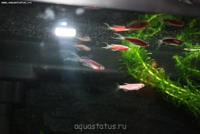Фото Мой первый аквариум Жемчужинка 45 литров Мармелад  (photo#32684)