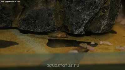 Аквариум 100 литров (Locustame)