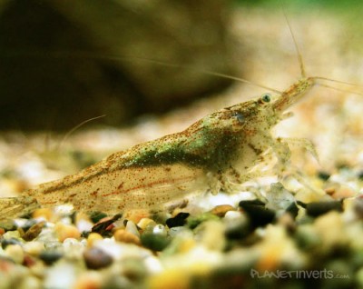 Фото Вишневая креветка Neocaridina heteropoda var. Red  (photo#3271)