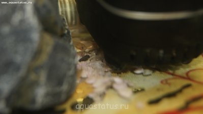 Аквариум 100 литров (Locustame)