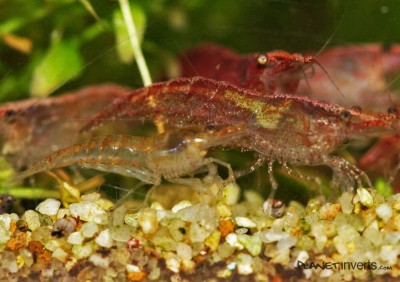 Фото Вишневая креветка Neocaridina heteropoda var. Red  (photo#3272)