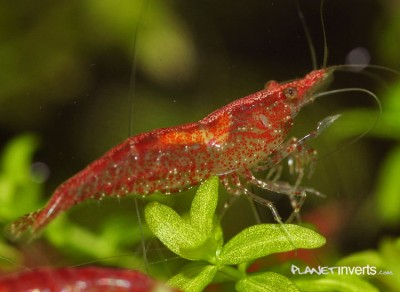 Фото Вишневая креветка Neocaridina heteropoda var. Red  (photo#3273)