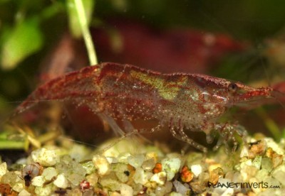 Фото Вишневая креветка Neocaridina heteropoda var. Red  (photo#3274)