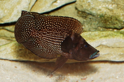 Фото Альтолампрологус кальвус блек Altolamprologus calvus black  (photo#32741)