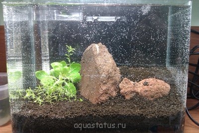 Фото Аквариум на работе 6,5 литров mikmuk  (photo#32742)