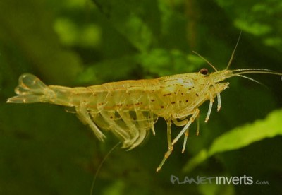 Фото Креветка амано Amano Shrimp, Caridina multidentata  (photo#3278)