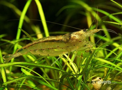 Фото Креветка амано Amano Shrimp, Caridina multidentata  (photo#3281)