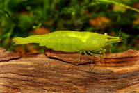 Фото Креветка бабаулти Caridina babaulti  (photo#3286)