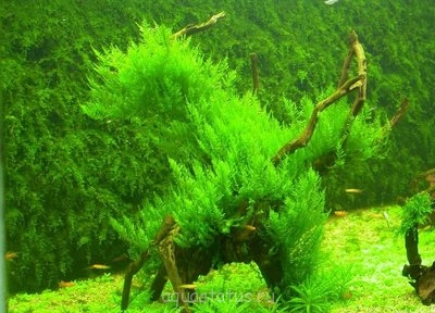Фото Как сделать задний фон для аквариума из мха. (photo#32868)