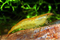 Фото Креветка бабаулти Caridina babaulti  (photo#3287)