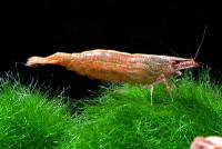 Фото Креветка бабаулти Caridina babaulti  (photo#3288)