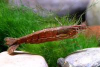 Фото Креветка бабаулти Caridina babaulti  (photo#3289)