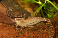 Фото Креветка бабаулти Caridina babaulti  (photo#3291)