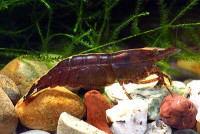 Фото Креветка бабаулти Caridina babaulti  (photo#3292)