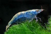 Фото Креветка бабаулти Caridina babaulti  (photo#3293)