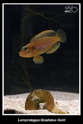 Фото Лампрологус оцеллатус голд Lamprologus ocellatus gold  (photo#32957)