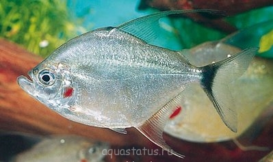 Фото Пиранья флаговая Catoprion mento  (photo#32967)