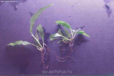Подарю / Приму в дар растения 