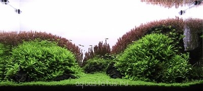 Фото Увлеченным акваскейпом (photo#33118)