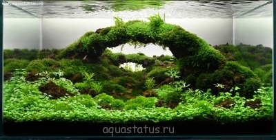 Фото Увлеченным акваскейпом (photo#33119)