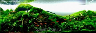 Фото Увлеченным акваскейпом (photo#33120)