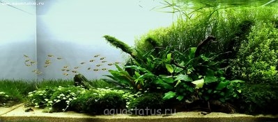 Фото Увлеченным акваскейпом (photo#33184)