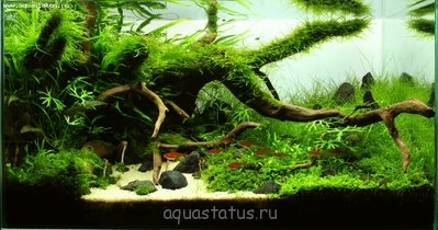 Фото Увлеченным акваскейпом (photo#33186)