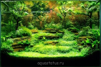 Фото Увлеченным акваскейпом (photo#33187)