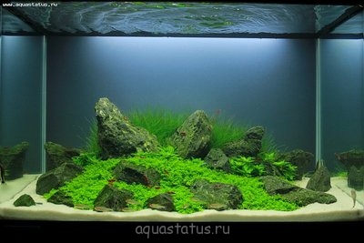 Фото Увлеченным акваскейпом (photo#33190)