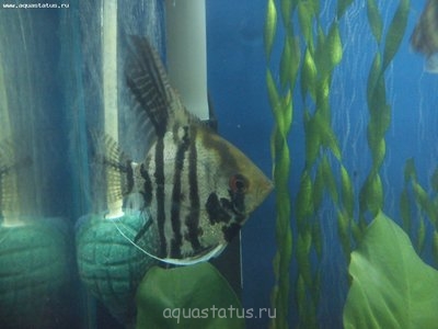 Помогите опознать рыбку (опознание рыб)