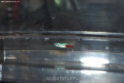 Умирают рыбки в аквариуме