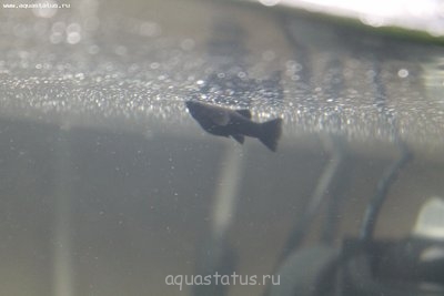 Фото Не правильно запущен аквариум (photo#33365)
