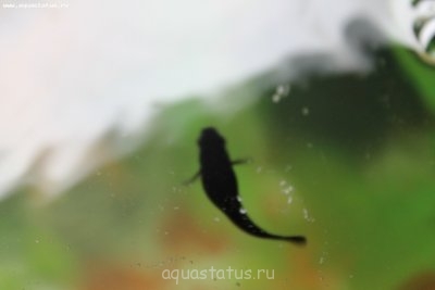 Фото Не правильно запущен аквариум (photo#33386)