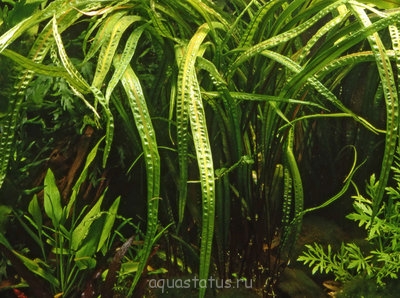 Криптокорина курчавая (Cryptocoryne crispatula)