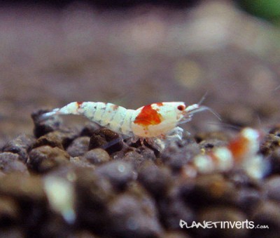 Фото Креветка красный кристал, рэд кристал Crystal Red Shrimp  (photo#3350)