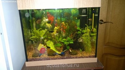 Фото Мой первый аквариум 60 литров Викуся  (photo#33583)