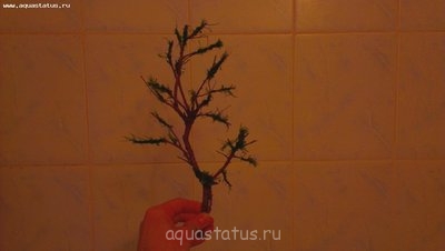 Фото Акваскейп Гармония души Acrobat  (photo#33719)