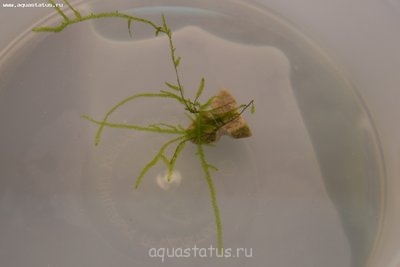 Опознание аквариумных растений