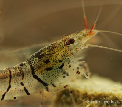 Фото Тигровая креветка, Tiger Shrimp Tiger Shrimp, Caridina cantonensis sp. Tiger  (photo#3383)