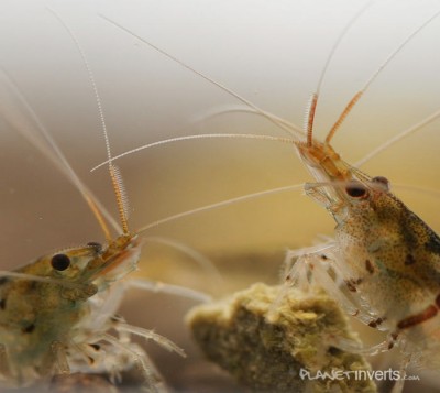 Фото Тигровая креветка, Tiger Shrimp Tiger Shrimp, Caridina cantonensis sp. Tiger  (photo#3384)