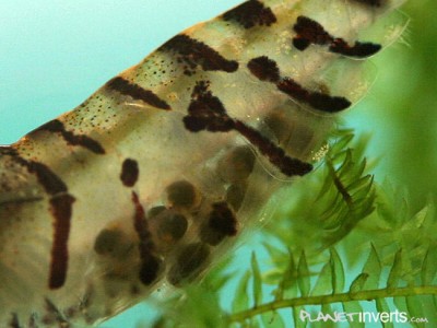Фото Тигровая креветка, Tiger Shrimp Tiger Shrimp, Caridina cantonensis sp. Tiger  (photo#3386)