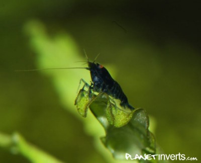 Фото Черная тигровая креветка Black Tiger, Caridina cantonensis sp. Black Tiger  (photo#3389)