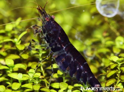 Фото Черная тигровая креветка Black Tiger, Caridina cantonensis sp. Black Tiger  (photo#3390)
