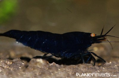 Фото Черная тигровая креветка Black Tiger, Caridina cantonensis sp. Black Tiger  (photo#3391)