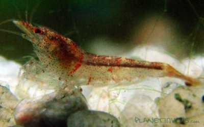 Фото Красная тигровая креветка Red Tiger, Caridina cantonensis sp. Red Tiger  (photo#3393)