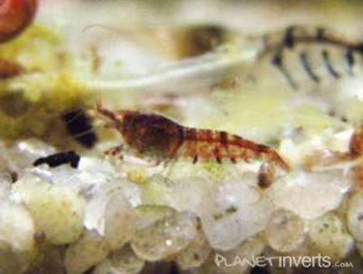 Фото Красная тигровая креветка Red Tiger, Caridina cantonensis sp. Red Tiger  (photo#3394)