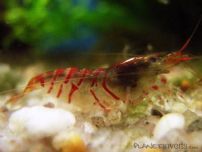 Фото Красная тигровая креветка Red Tiger, Caridina cantonensis sp. Red Tiger  (photo#3395)