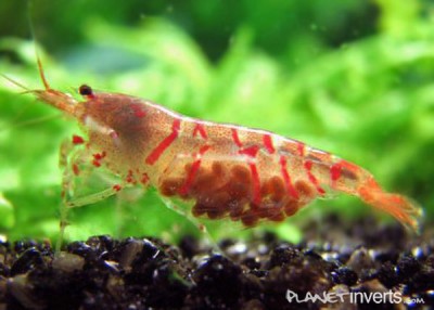 Фото Красная тигровая креветка Red Tiger, Caridina cantonensis sp. Red Tiger  (photo#3396)