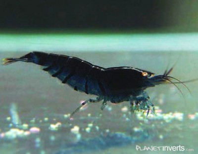 Фото Синяя тигровая креветка Blue Tiger, Caridina cantonensis sp blue  (photo#3397)